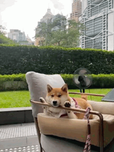 Shiba Inu Relaxing GIF