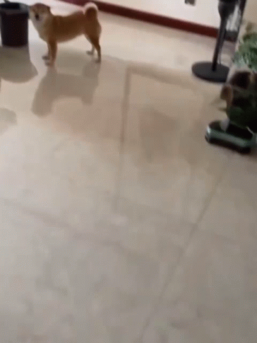 Shiba Inu Smiling Wiggling Tail GIF