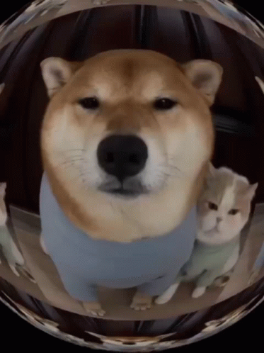 Shiba Inu And Cat Waiting GIF
