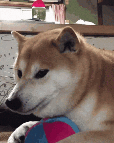 Shiba Inu Angry GIF