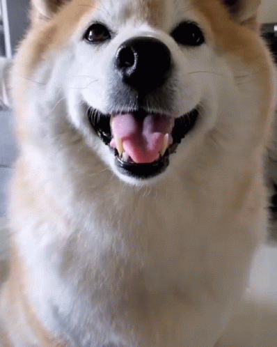 Shiba Inu Hand Shake GIF