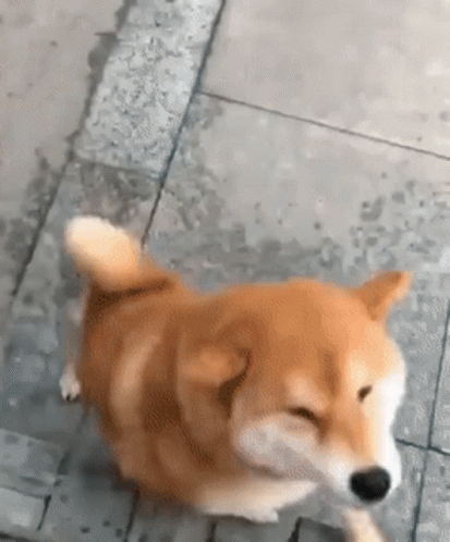 Shiba Inu Happy Dance GIF