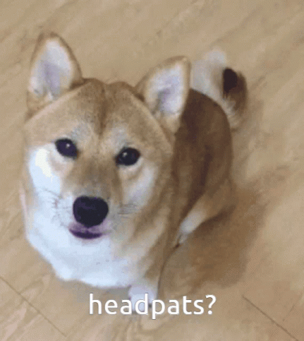 Shiba Inu Wanting Headpats GIF