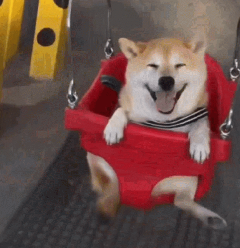 Shiba Inu Swing GIF