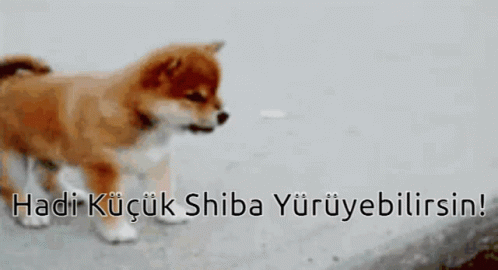 Little Shiba Inu Puppy GIF