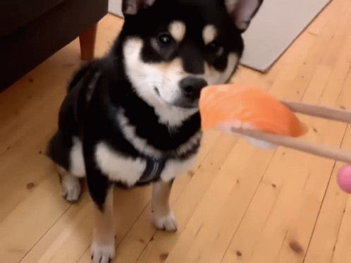 Shiba Inu Sushi GIF