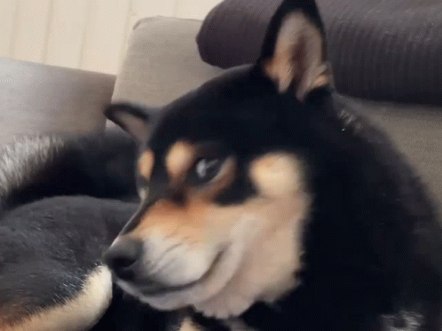 Shiba Inu Dog Confused GIF
