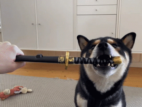 Shiba Inu Sword Fight GIF