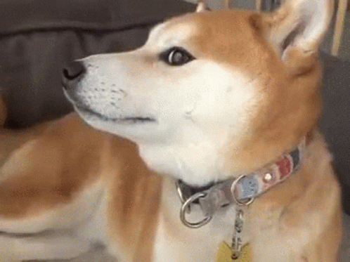 Shiba Inu Close Up GIF