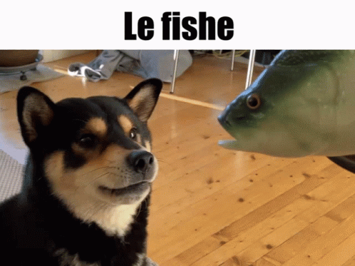 Shiba Inu Dog And Toy Fish GIF
