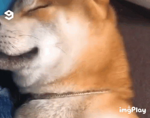 Shiba Inu Wink GIF