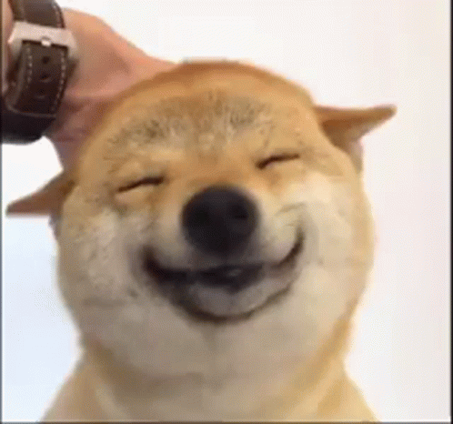 Shiba Inu Head Scratch GIF