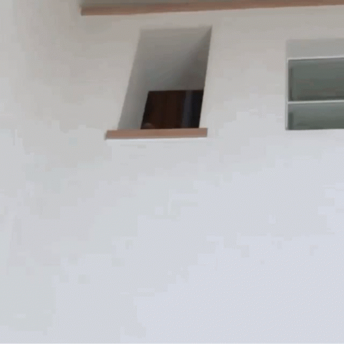 Shiba Inu Head In Small Square Hole GIF