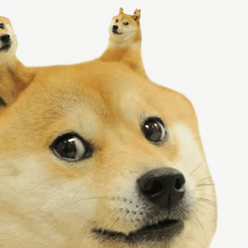 Shiba Inu Meme Loop GIF