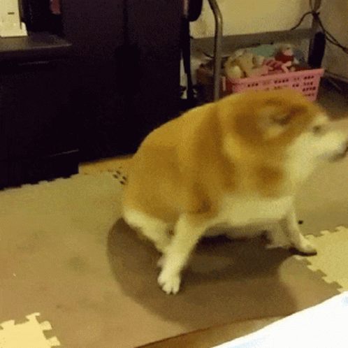 Fat Shiba Inu Spinning GIF