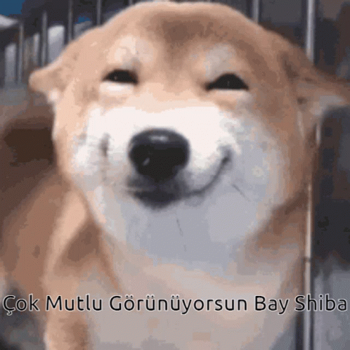 Shiba Inu Smiling GIF