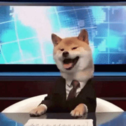 Little Shiba Inu GIF