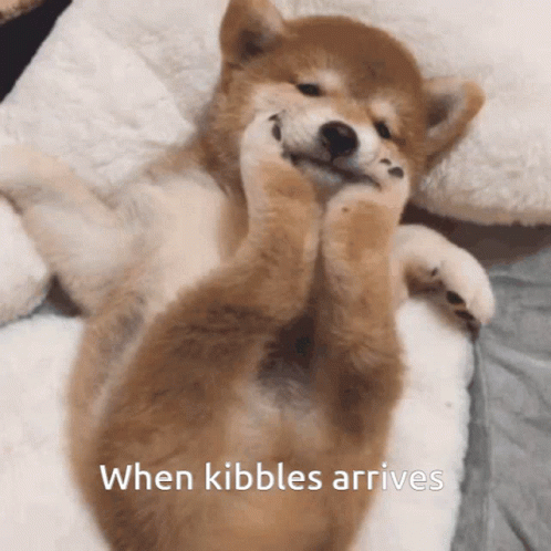 Shiba Inu Cute When Kibbles Arrive GIF