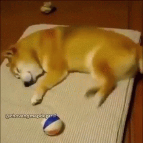 Shiba Inu Dream Playing GIF
