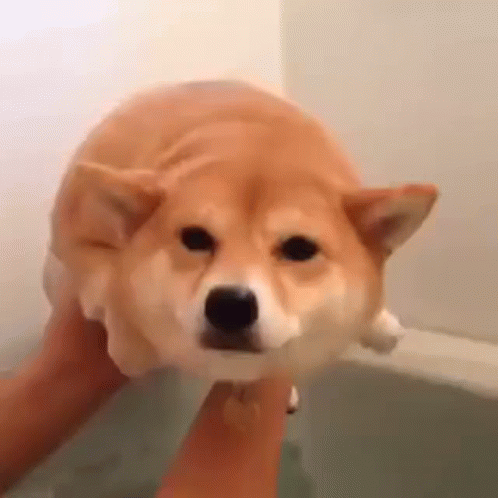 Shiba Inu Pretend Swimming GIF
