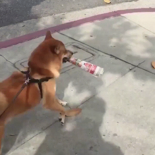 Shiba Inu Walking Plastic Bottle On Mouth GIF