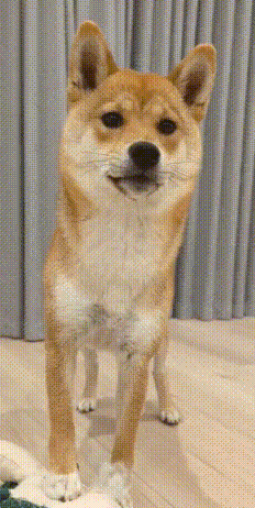 Shiba Inu Agree GIF