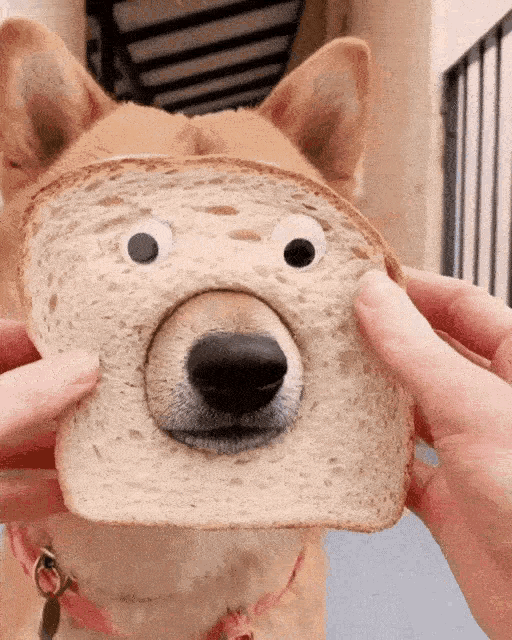 Shiba Inu Bread Boop GIF