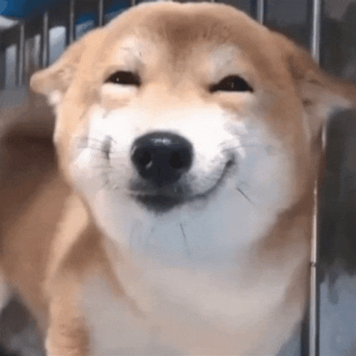 Shiba Inu Cute Dog Smile GIF