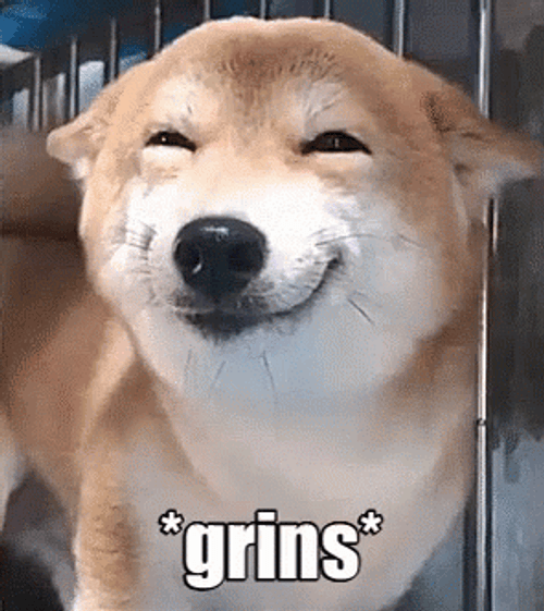 Shiba Inu Cute Grins GIF