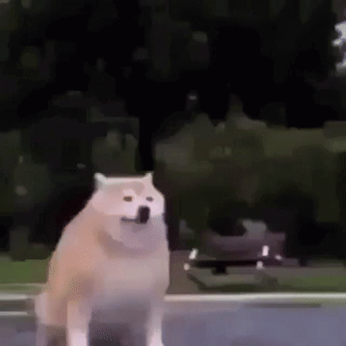 Shiba Inu Disappearing Camera Trick GIF