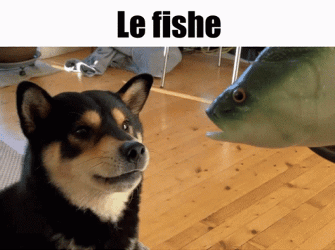 Shiba Inu Dog And Toy Fish GIF