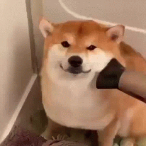 Shiba Inu Dog Gromming GIF