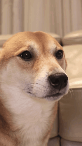 Shiba Inu Dog Nodding GIF
