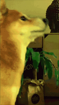 Shiba Inu Dog Party GIF