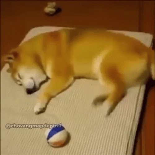 Shiba Inu Dream Playing GIF