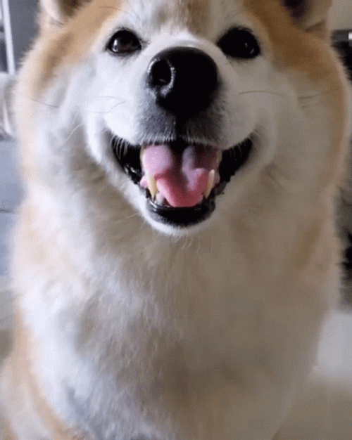 Shiba Inu Hand Shake GIF