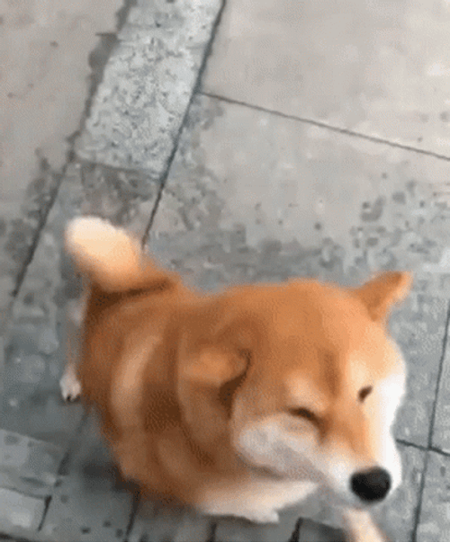 Shiba Inu Happy Dance GIF