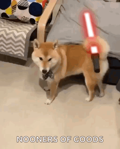 Shiba Inu Holding Light Saber
