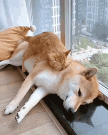 Shiba Inu Hunting Dog Cat Dog Chilling GIF