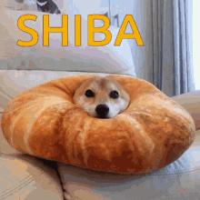 Shiba Inu Hunting Dog Cute Plush Eating GIF