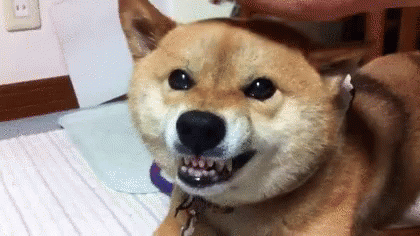 Shiba Inu Laying on Bed Mouth Open Looking at Camera