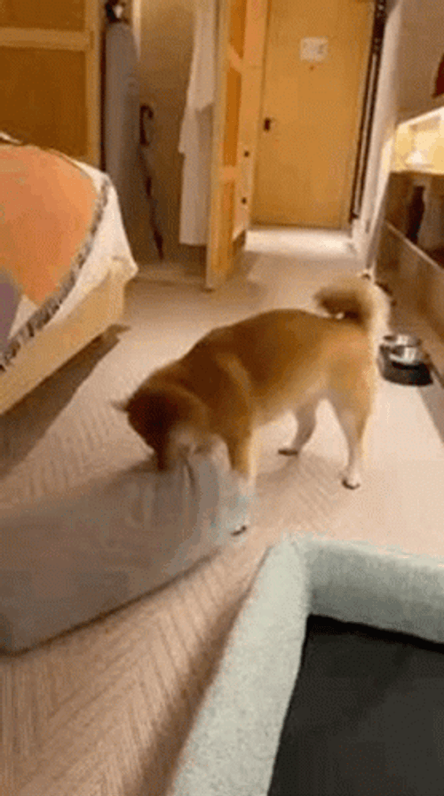Shiba Inu Playing With Pillow GIF