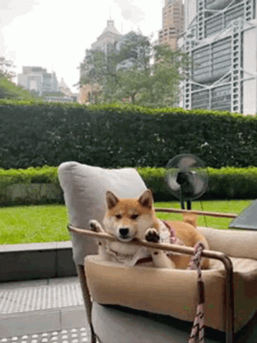 Shiba Inu Relaxing GIF
