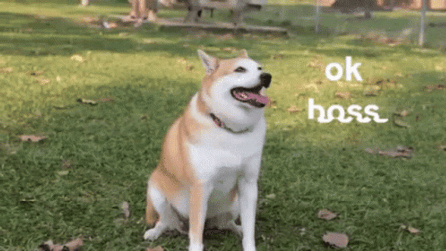 Shiba Inu Sitting Ok Boss GIF