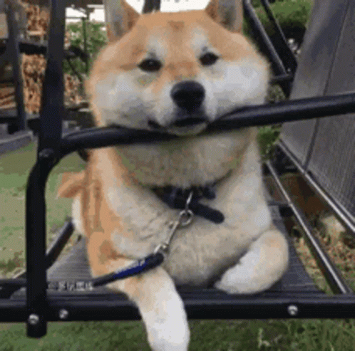 Shiba Inu Sitting on Swing with Paw on Railing