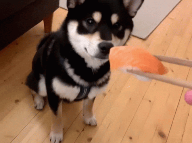 Shiba Inu Sushi GIF