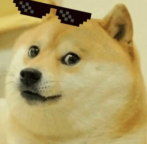 Shiba Inu Thug Life GIF