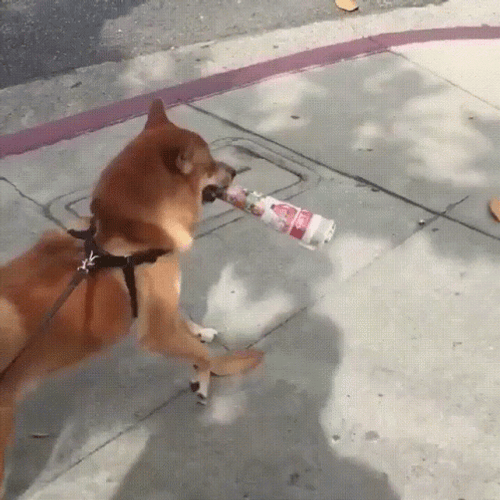 Shiba Inu Walking Plastic Bottle On Mouth GIF