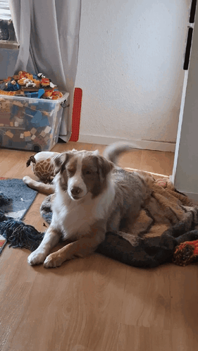 Shiba Inu Wearing Headphones Saying I Don't Care GIF