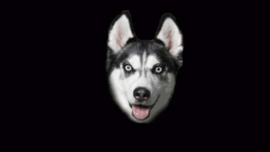 Shifting Creepy Siberian Husky Dog Smile GIF